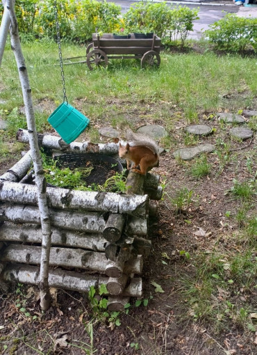 ПУШИСТАЯ ГОСТЬЯ ПУШИСТАЯ ГОСТЬЯ.